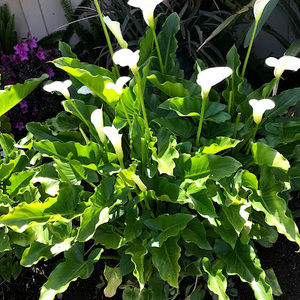 Meet your Posher, Socorro